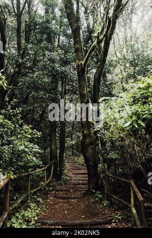 Sentier de randonnée vide dans la forêt avec des feuilles vertes autour. Concept de belle forêt naturelle et environnement. Sauver le monde. Planète Terre lieux pittoresques. Parc national protégé Banque D'Images