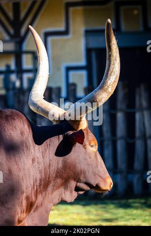 Un plan vertical du bétail Ankole-Watusi sur la ferme avec de la verdure dans le fond flou Banque D'Images