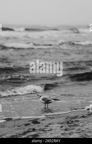 Noir et blanc minimaliste photo d'Un océan Misty et Moody avec Un mouette en front Banque D'Images