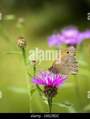 Gros plan vertical d'un gros papillon à œnox sur une fleur commune en tweed avec un arrière-plan flou Banque D'Images