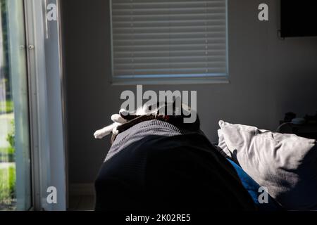 Chat noir avec mâchoires blanches reposant sur le canapé pendant le bain de soleil. Banque D'Images