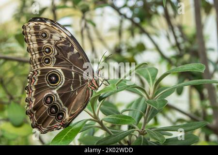 Papillon morpho bleu, Morpho Peleides, papillon ciel, papillon, papillon noble, Nymphalidae Banque D'Images