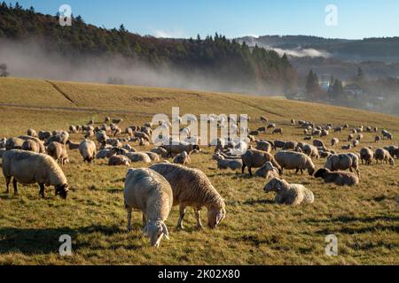 Allemagne, Hesse, Hochtaunuskreis, Taunus, Hintertaunus, Brombach, Hunoldstal, moutons d'une ferme de moutons biologiques sur la prairie vallonnée le matin ensoleillé en hiver Banque D'Images