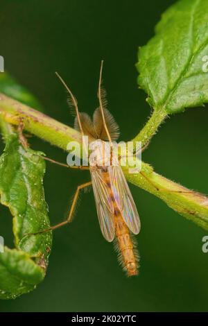 Un gros plan vertical de midges non mordant sur la tige de plante verte Banque D'Images