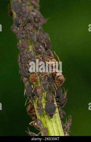 Un gros plan des fourmis et des pucerons du haricot noir (aphis fabae) Banque D'Images