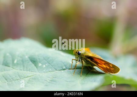 Gros plan d'un grand papillon de skipper sur une feuille Banque D'Images