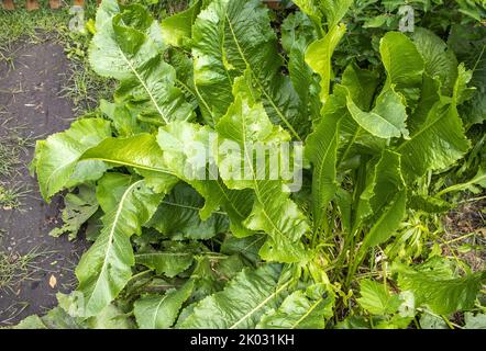 Vue de dessus de la forêt de raifort en gros plan. Arrière-plan des feuilles de raifort vert. Banque D'Images