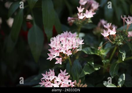 Un gros plan de Pentas lanceolata, communément connu sous le nom de starcluster égyptien. Banque D'Images