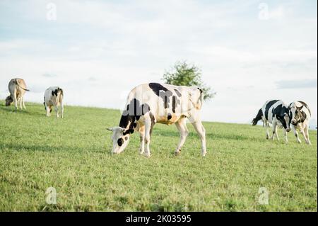 Un gros plan de belles vaches paître dans le champ en Allemagne Banque D'Images