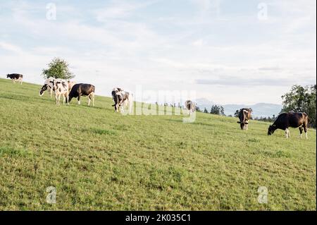 Un gros plan de belles vaches paître dans le champ en Allemagne Banque D'Images