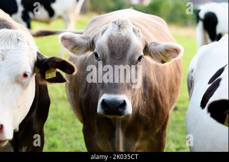 Un gros plan de belles vaches paître dans le champ en Allemagne Banque D'Images