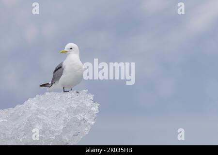 Un kittiwake se trouve sur la glace à Spitsbergen. Banque D'Images