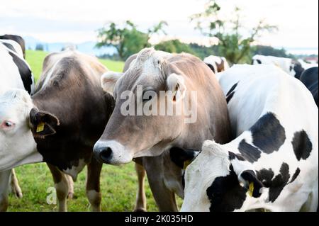 Un gros plan de belles vaches paître dans le champ en Allemagne Banque D'Images