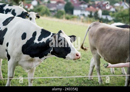 Un gros plan de belles vaches paître dans le champ en Allemagne Banque D'Images