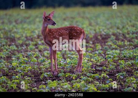 Un gros plan d'un mignon fauve d'un cerf de Virginie dans le champ pendant le coucher du soleil Banque D'Images