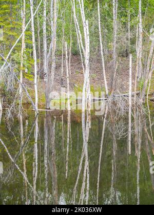 Des bouleaux alaskiens se reflètent dans l'eau calme de l'étang du Yukon. Banque D'Images