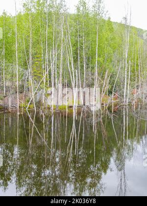 Des bouleaux alaskiens se reflètent dans l'eau calme de l'étang du Yukon. Banque D'Images