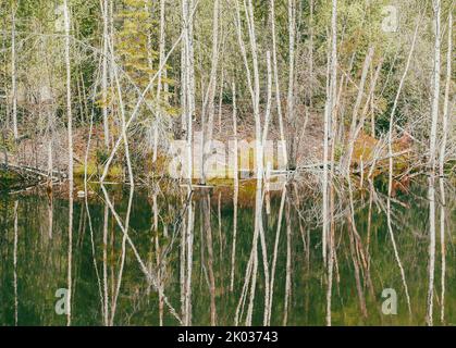 Des bouleaux alaskiens se reflètent dans l'eau calme de l'étang du Yukon. Banque D'Images