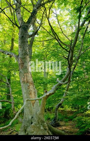 Europe, Allemagne, Rhénanie-du-Nord-Westphalie, Siebengebirge, forêt, paysage forestier, forêt, forêt mixte, arbres, vieux arbre, Arbre à feuilles caduques, hêtre, Fagus, Fagus sylvatica, mourant, la mort d'arbres, la mort d'arbres, le climat, le changement climatique, la foresterie, écologie, contraste, naturel, intact, naturel, vert, personne, personne Banque D'Images