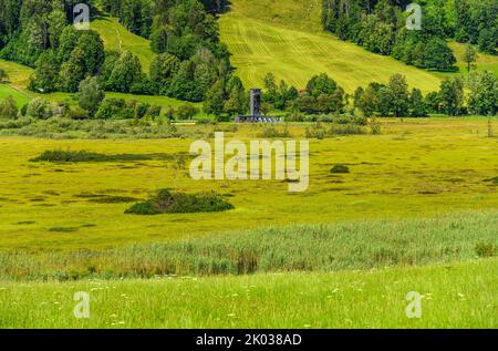 Autriche, Tyrol, Kaiserwinkl, Walchsee, Schwaigs, Schwemm Moorland, vue du sud Banque D'Images