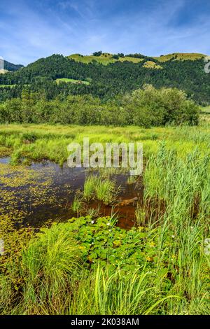 Autriche, Tyrol, Kaiserwinkl, Walchsee, Schwaigs, Landes de Schwemm, étang de la chapelle Banque D'Images