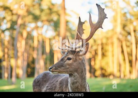 Cerf de Virginie (Dama dama) en forêt, Bavière, Allemagne, Europe Banque D'Images