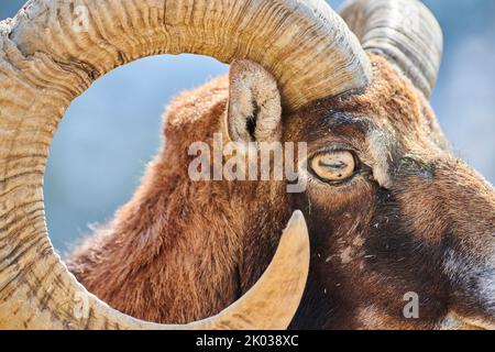 Mouflon européen (Ovis aries musimon) dans les Alpes, RAM, Aurach Game Park, Kitzbühl, Autriche, Europe Banque D'Images