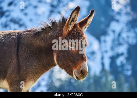 Hausel (Equus asinus asinus), montagnes, Aurach Game Park, Kitzbühl, Autriche, Europe Banque D'Images