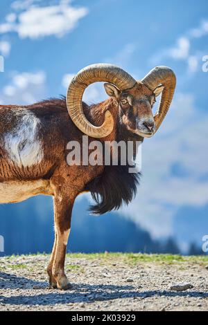 Mouflon européen (Ovis aries musimon) dans les Alpes, RAM, Aurach Game Park, Kitzbühl, Autriche, Europe Banque D'Images