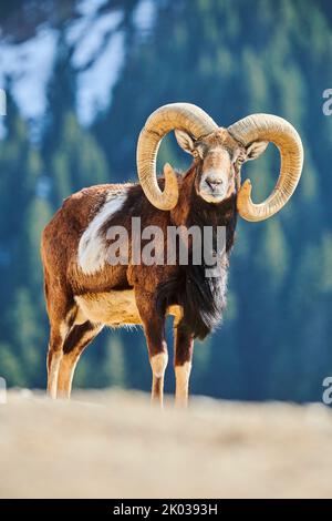 Mouflon européen (Ovis aries musimon) dans les Alpes, RAM, Aurach Game Park, Kitzbühl, Autriche, Europe Banque D'Images