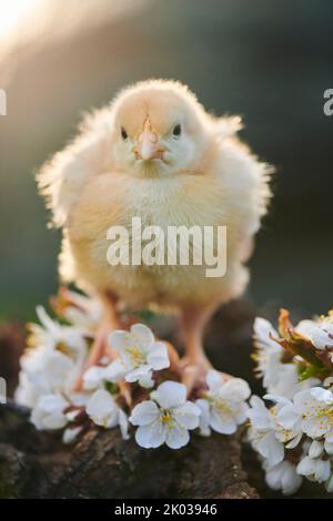 Volaille domestique (Gallus domesticus) dans un pré, poussins de poulet, Slovaquie, Europe Banque D'Images