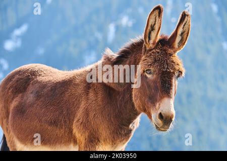 Hausel (Equus asinus asinus), montagnes, Aurach Game Park, Kitzbühl, Autriche, Europe Banque D'Images