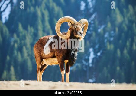 Mouflon européen (Ovis aries musimon) dans les Alpes, RAM, Aurach Game Park, Kitzbühl, Autriche, Europe Banque D'Images