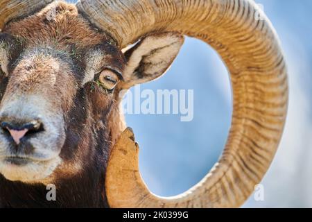 Mouflon européen (Ovis aries musimon) dans les Alpes, RAM, Aurach Game Park, Kitzbühl, Autriche, Europe Banque D'Images