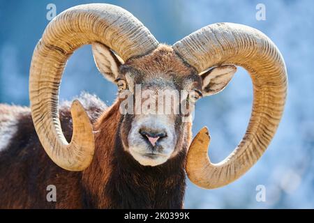 Mouflon européen (Ovis aries musimon) dans les Alpes, RAM, Aurach Game Park, Kitzbühl, Autriche, Europe Banque D'Images