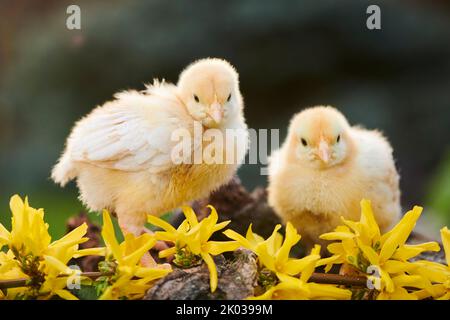 Volaille domestique (Gallus domesticus) dans un pré, poussins de poulet, Slovaquie, Europe Banque D'Images