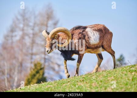 Mouflon européen (Ovis aries musimon) dans les Alpes, RAM, Aurach Game Park, Kitzbühl, Autriche, Europe Banque D'Images