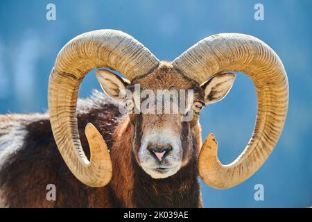 Mouflon européen (Ovis aries musimon) dans les Alpes, RAM, Aurach Game Park, Kitzbühl, Autriche, Europe Banque D'Images