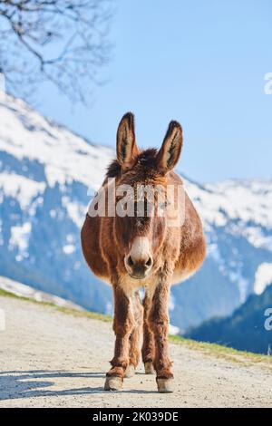 Hausel (Equus asinus asinus), montagnes, Aurach Game Park, Kitzbühl, Autriche, Europe Banque D'Images