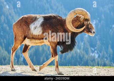 Mouflon européen (Ovis aries musimon) dans les Alpes, RAM, Aurach Game Park, Kitzbühl, Autriche, Europe Banque D'Images