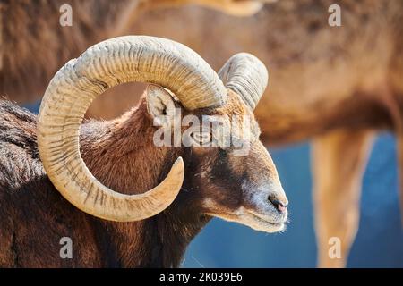 Mouflon européen (Ovis aries musimon) dans les Alpes, RAM, Aurach Game Park, Kitzbühl, Autriche, Europe Banque D'Images