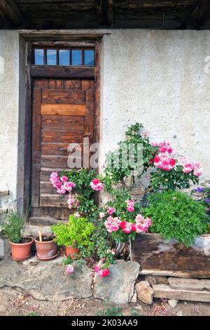 Rosier en fleurs devant la porte d'entrée de la ferme de montagne dans la vallée d'Ulten du Tyrol du Sud Banque D'Images