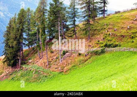 Sol de forêt séché sous un groupe d'arbres sur un pré de montagne escarpé dans la vallée d'Ulten du Tyrol du Sud Banque D'Images