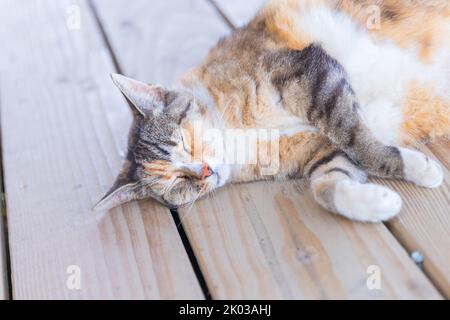 Joli chat dormant sur un plancher en bois - image Banque D'Images