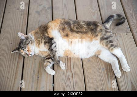 Joli chat dormant sur un plancher en bois - image Banque D'Images