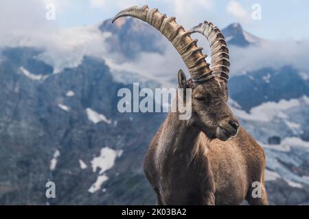 Suisse, Grindelwald, ibex dans les Alpes Banque D'Images