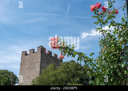 Poudreuse, roses, ville thermale de Merano, Tyrol du Sud, Italie Banque D'Images