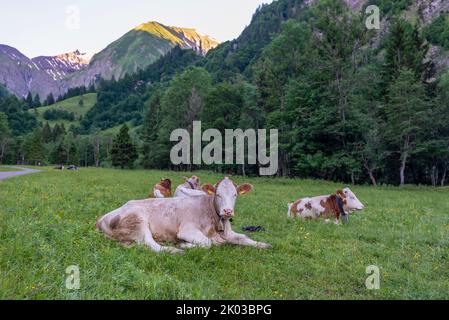 Vaches alpines sur le sentier de randonnée longue distance E5, montée à Kemptner Hut, Spielmannsau, Oberstdorf, Bavière, Allemagne Banque D'Images