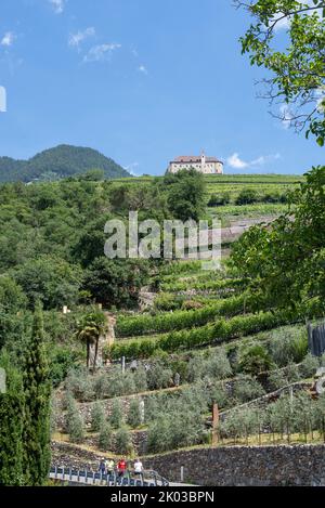 Château du Tyrol, pente avec oliviers et vignes, Merano, Tyrol du Sud, Italie Banque D'Images