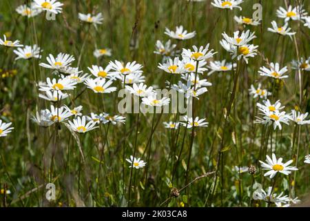 Pâquerette de prairie, Leucanthemum vulgare, Chrysanthemum leucanthemum, pâquerette précoce, pâquerette Banque D'Images